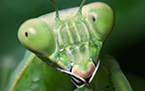 Praying Mantis