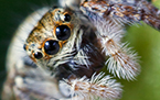Jumping Spider