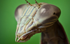 Praying Mantis
