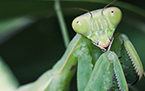 Praying Mantis